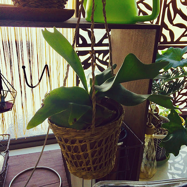キッチン/観葉植物/雑貨/100均/ニトリ...などのインテリア実例 - 2019-02-01 11:09:51