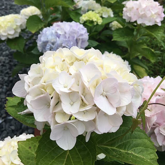suzuさんの実例写真