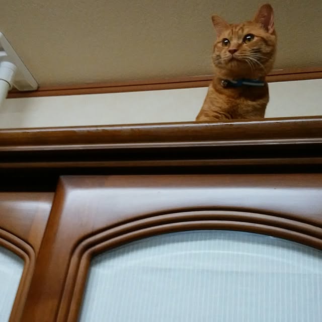 yum0408さんの実例写真