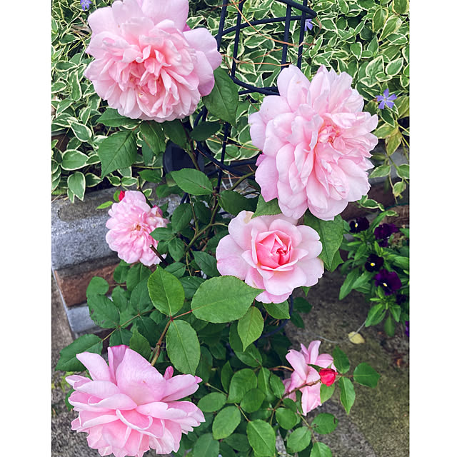 CoCo0617さんの実例写真