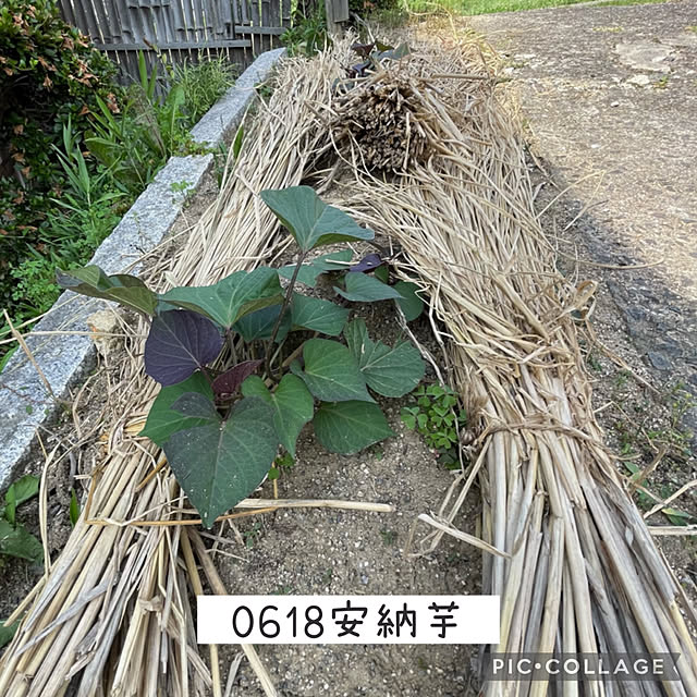 buchiさんの部屋