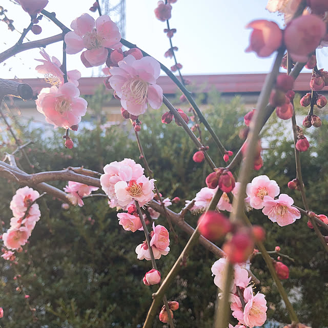 u-koさんの実例写真