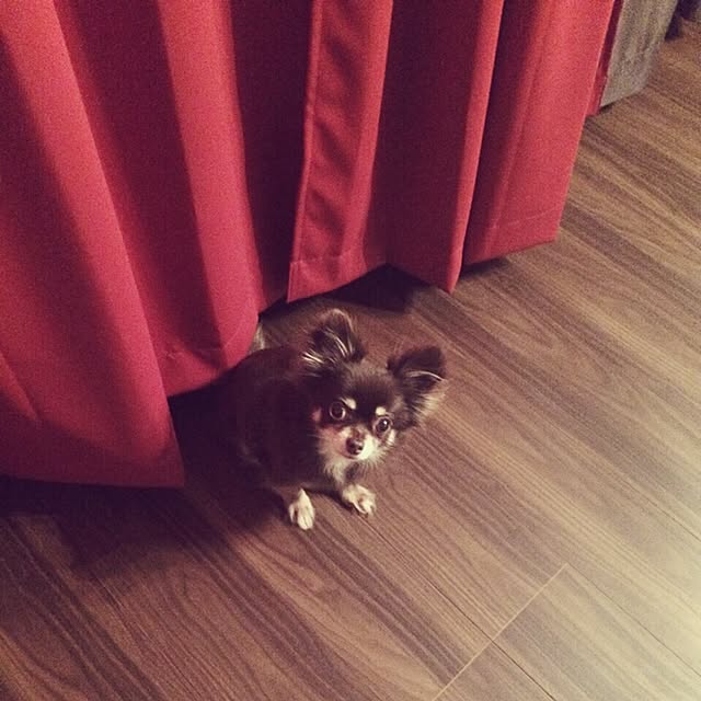 実例写真
