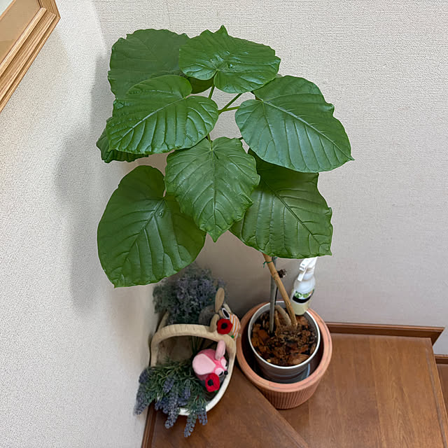 chIoeさんの部屋