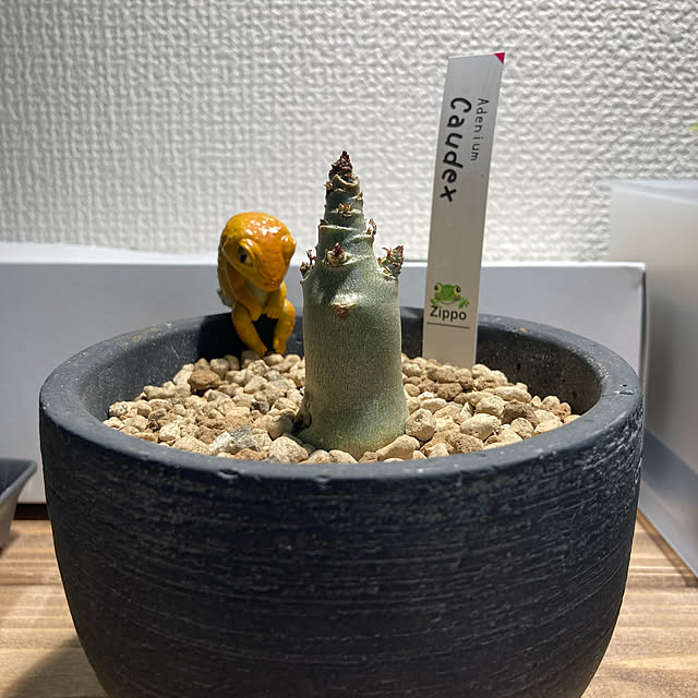 higemasa13さんの実例写真