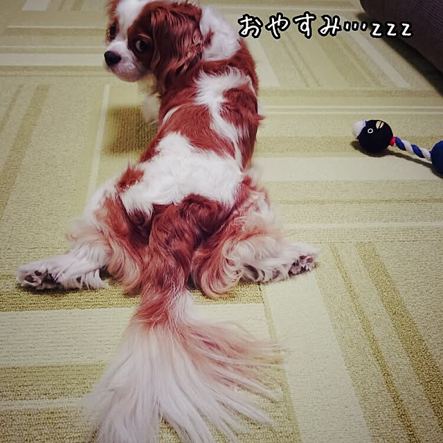 shifuku33さんの実例写真