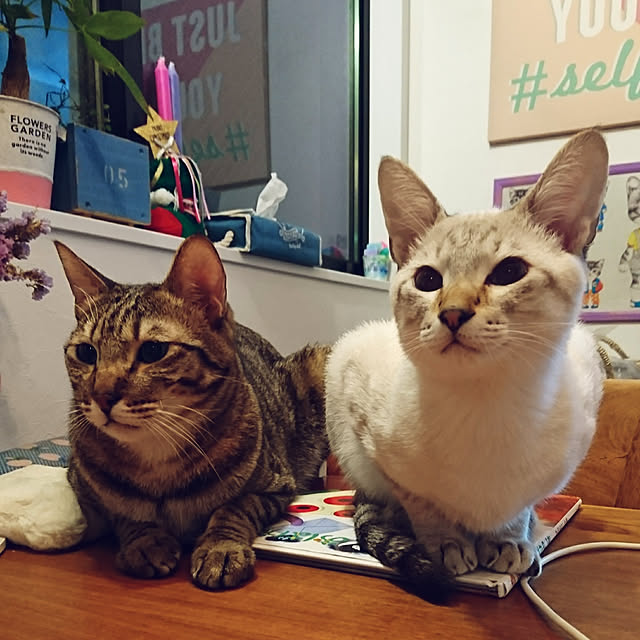 poniさんの実例写真