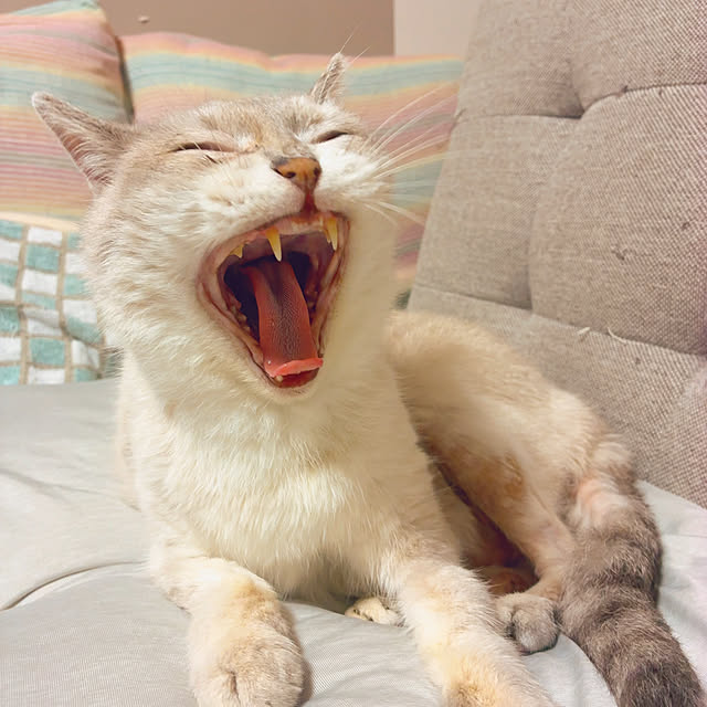 nyamyさんの実例写真