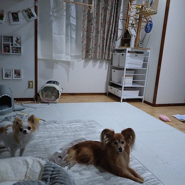 toratanさんの実例写真