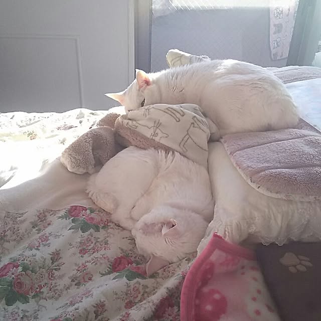 sakuraさんの実例写真