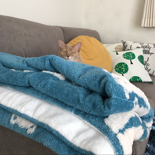 mofucatさんの実例写真