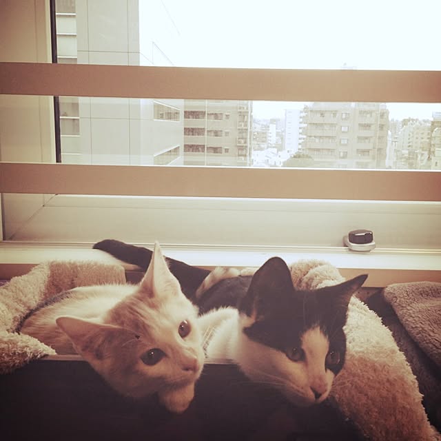 ziziguguさんの実例写真