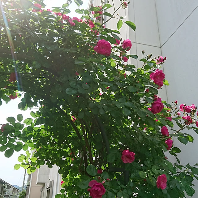 kanamiさんの実例写真