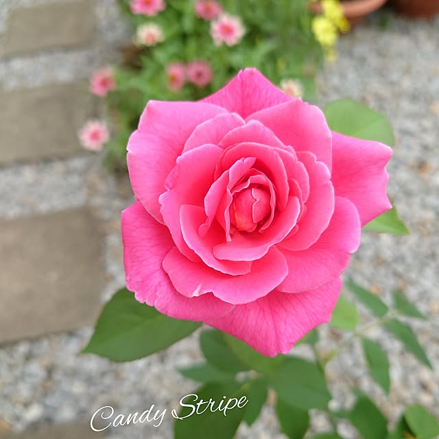 fleur-mamanさんの実例写真