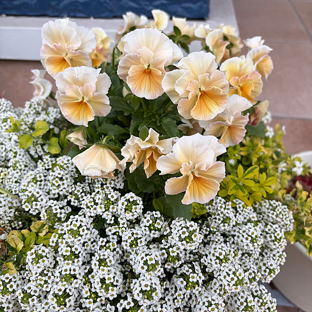 naotokahoさんの部屋