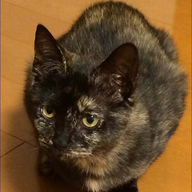 nemuさんの実例写真