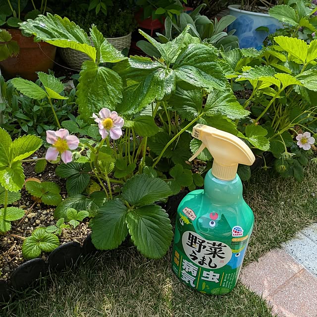 Miyumamaさんの実例写真