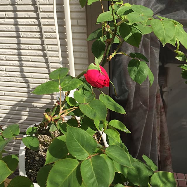 angelrose.yuuさんの実例写真