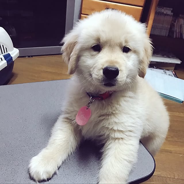 kimkimさんの実例写真