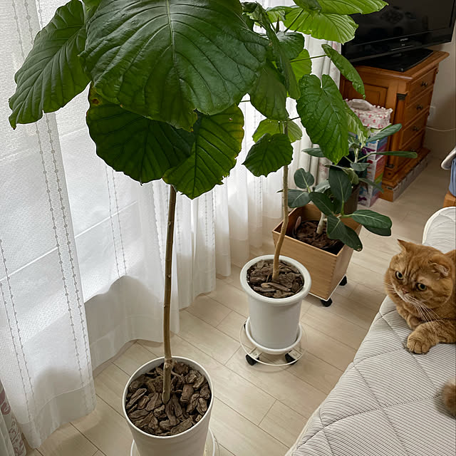 Mamaさんの実例写真