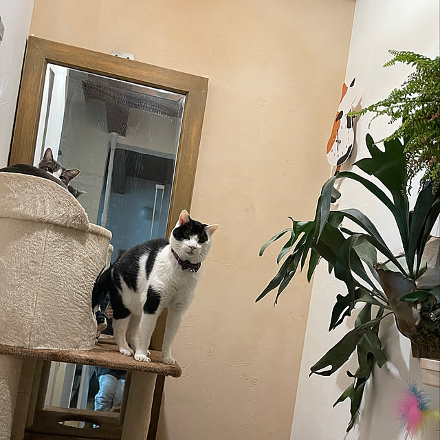 nekosamaさんの部屋