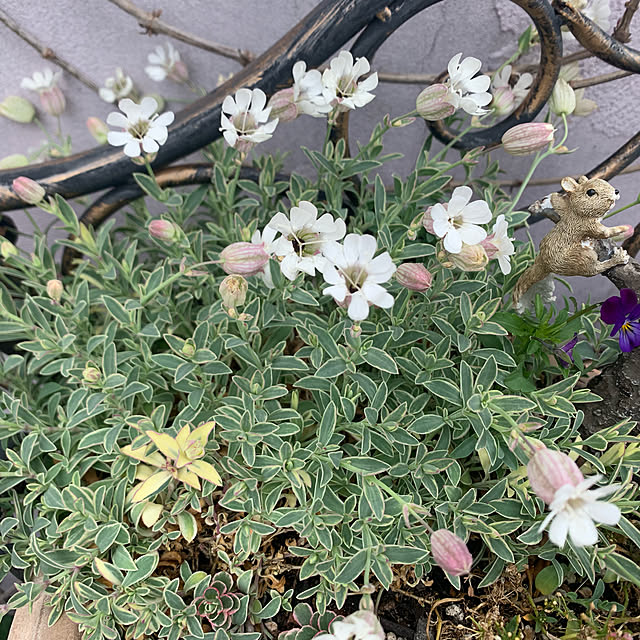 AYUKOさんの実例写真