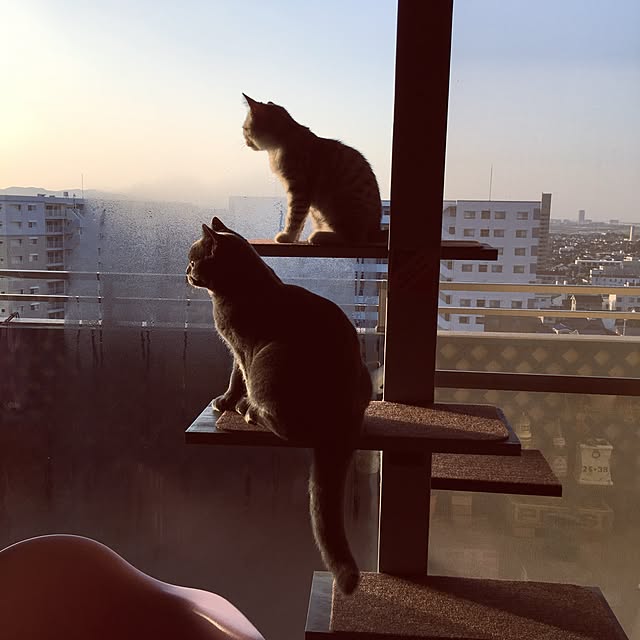 Shojiさんの実例写真