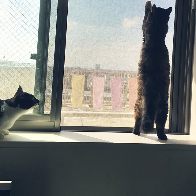 mikomaruさんの実例写真