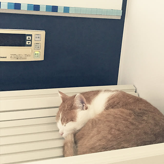 Toyomiさんの実例写真