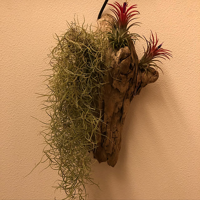 urotanさんの実例写真