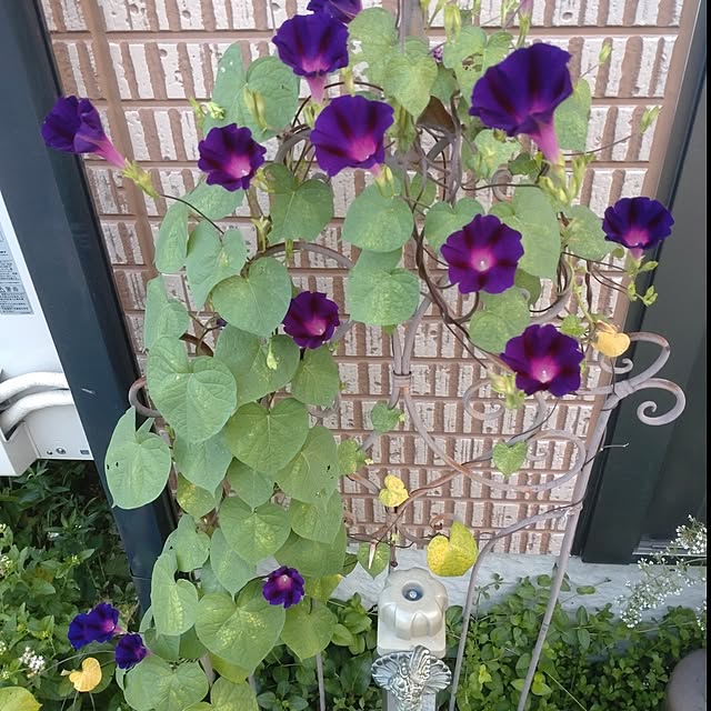 Hujikoさんの実例写真