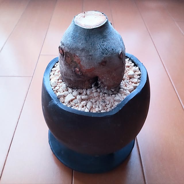 mtmtさんの部屋