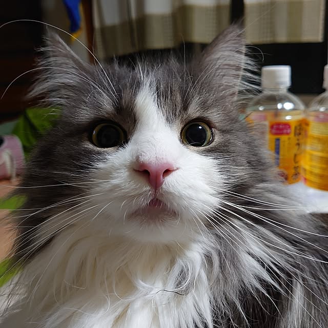 shinobuさんの実例写真