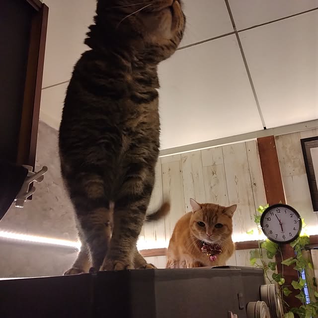 runaさんの実例写真