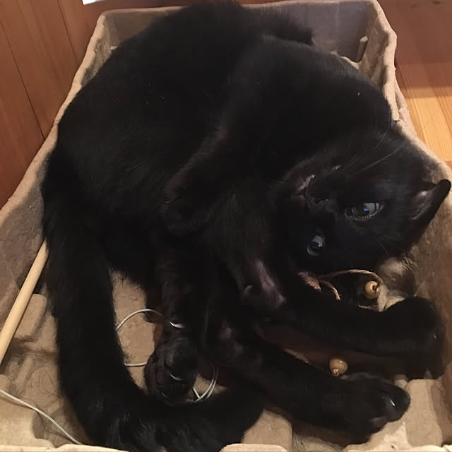pitaさんの実例写真