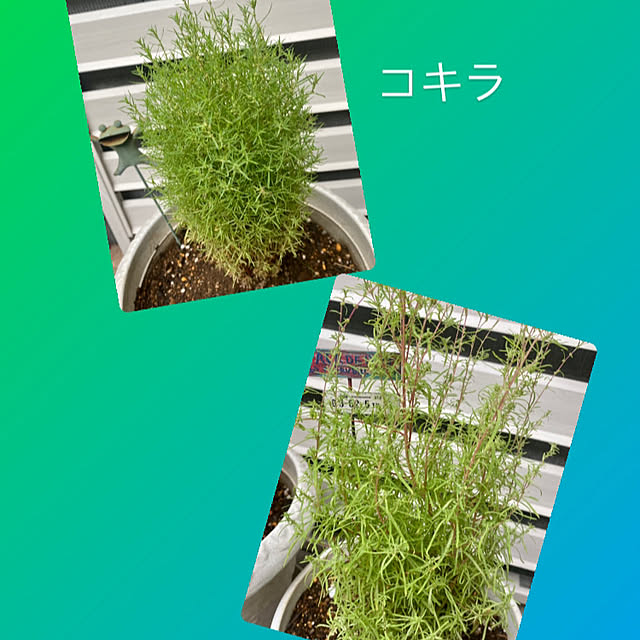 YuuKoさんの実例写真