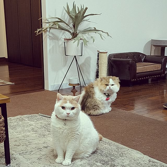 amutantanさんの実例写真