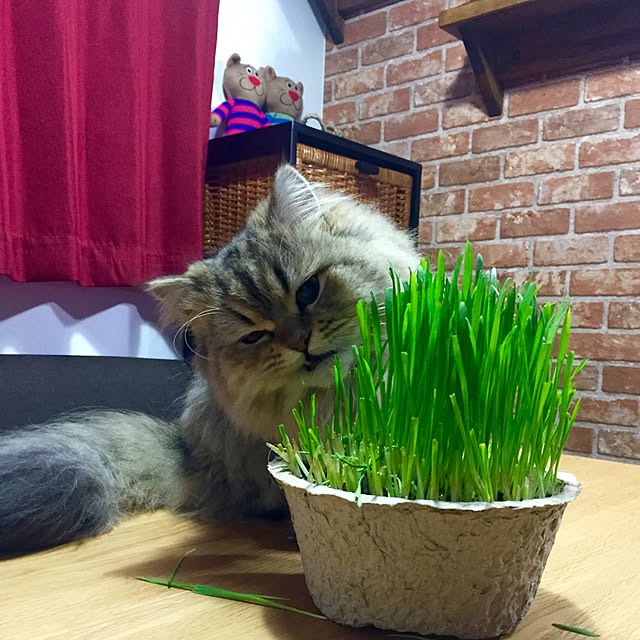 butachanさんの実例写真