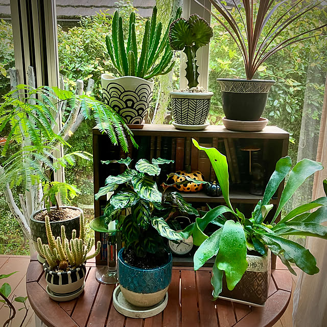 棚/植木鉢リメイク/サンルーム/観葉植物/一番好きな場所のインテリア実例 - 2023-10-22 16:25:43