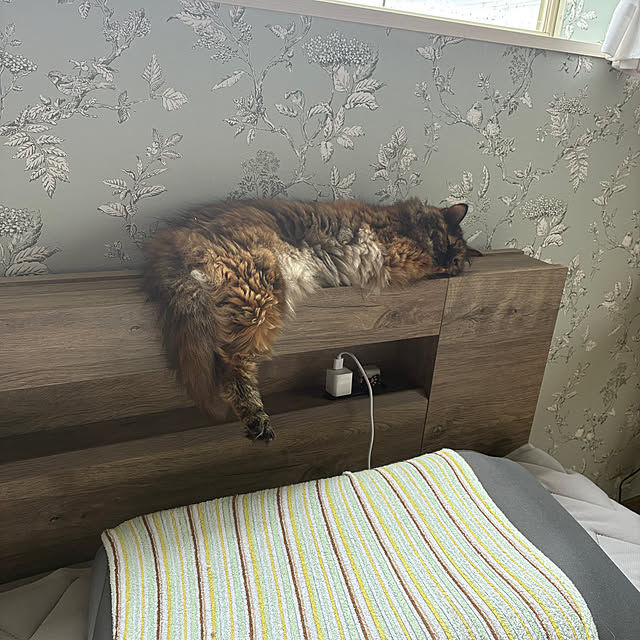nekohagu2022さんの実例写真