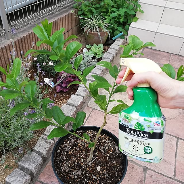 pinokoさんの実例写真