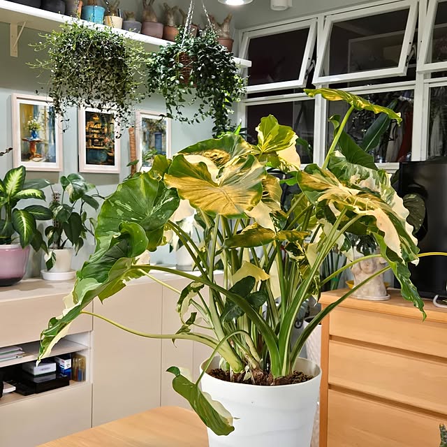 nonbiri_house_さんの部屋