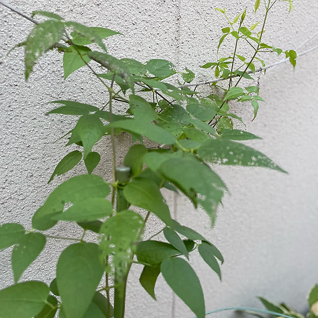 buchiさんの部屋