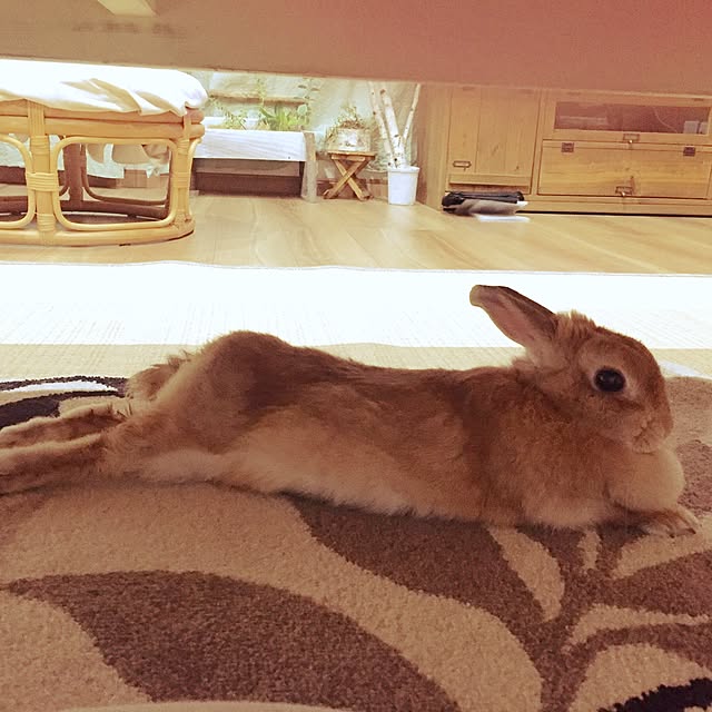 hanamari31さんの実例写真