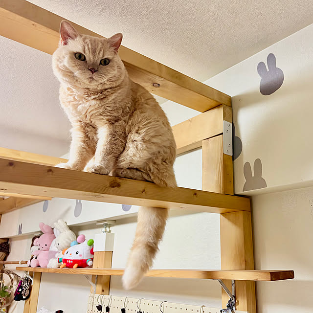naokoさんの部屋
