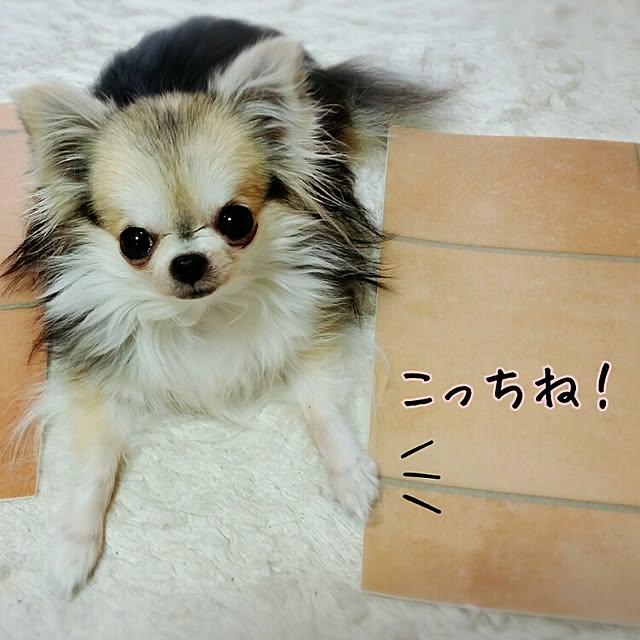 cochaさんの実例写真