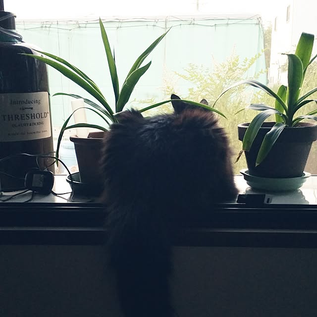 jackieさんの実例写真