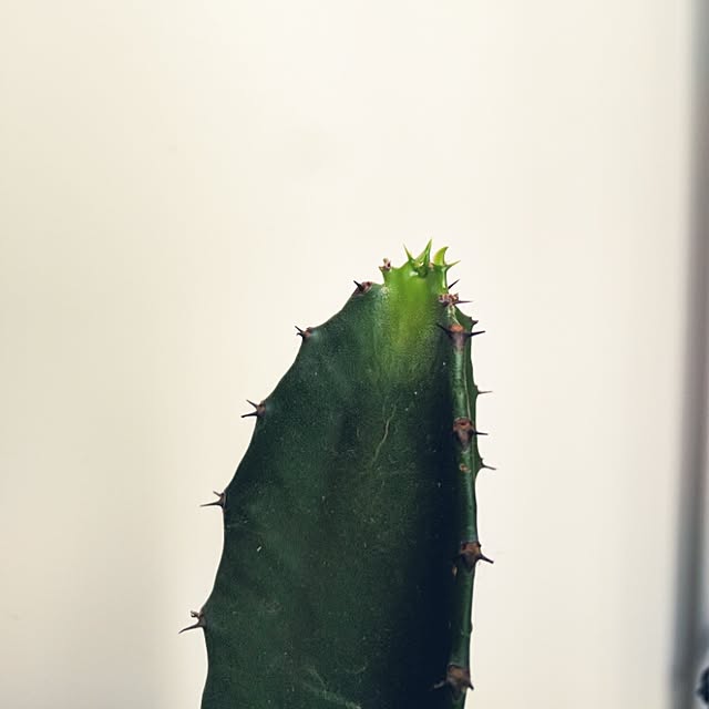 Jocoさんの実例写真