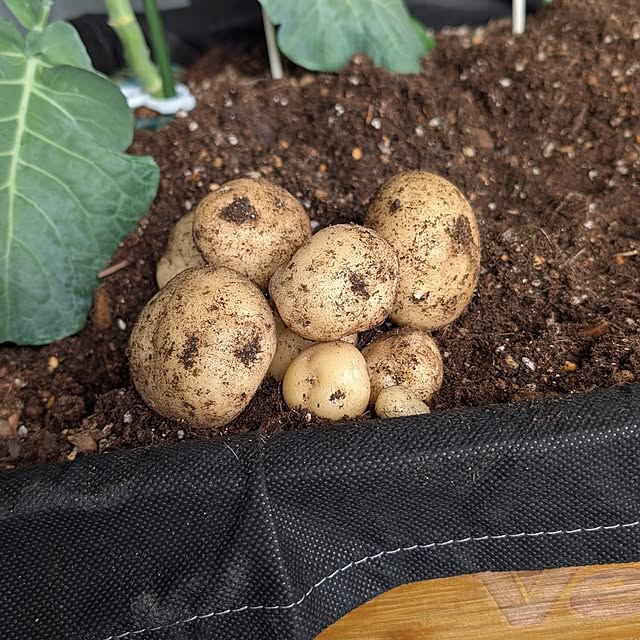 hararanranさんの実例写真