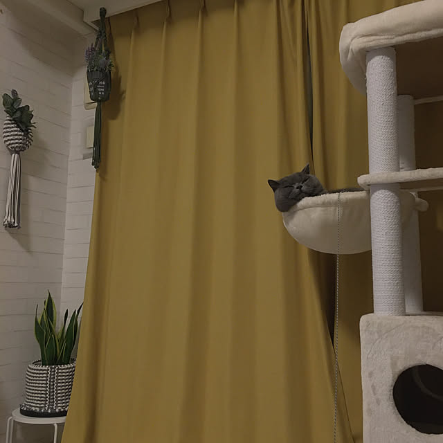 kittyさんの実例写真